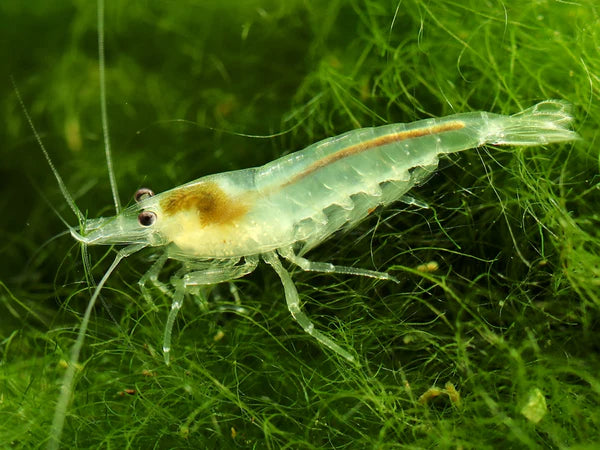 Shrimp - Neocaridina