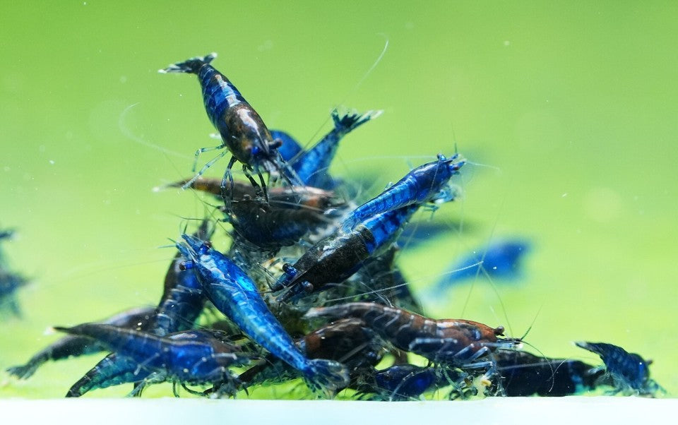 Shrimp - Neocaridina