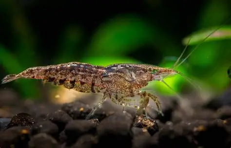 Shrimp - Neocaridina