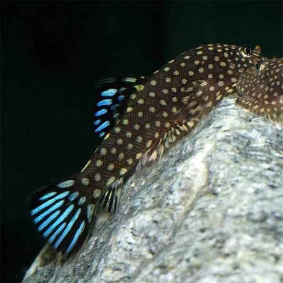 Double Blue Borneo Loach