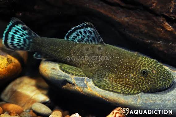 Double Blue Borneo Loach