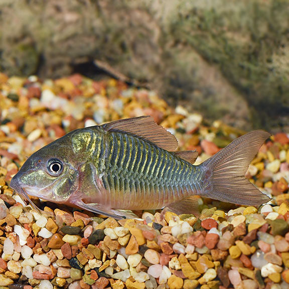Corydora Catfish