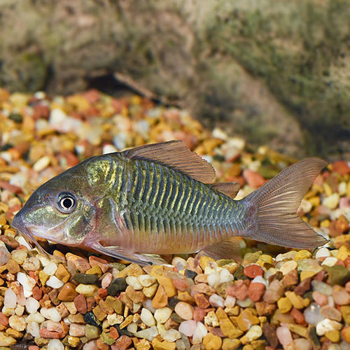 Corydora Catfish