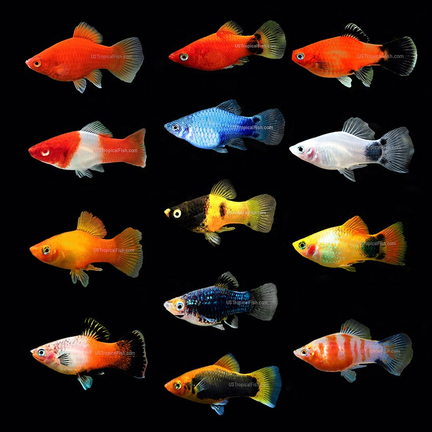 Assorted Platies