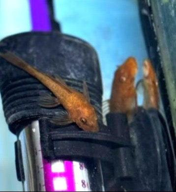 Super Red Pleco