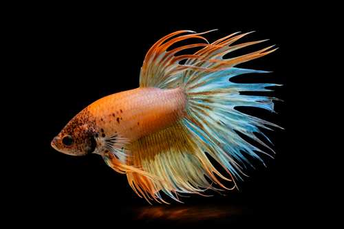 Crown tail Male