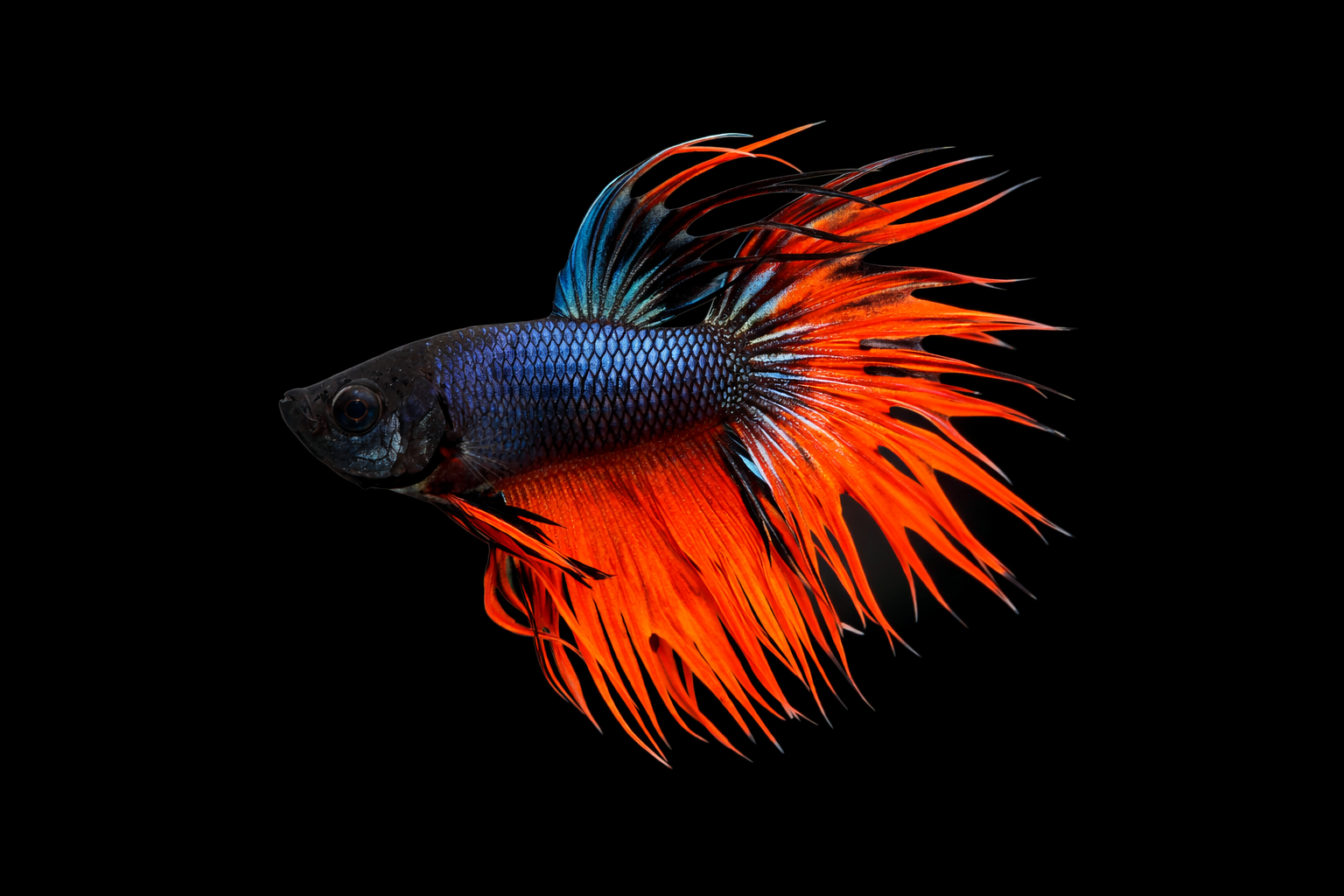 Crown tail Male