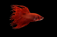 Crown tail Male
