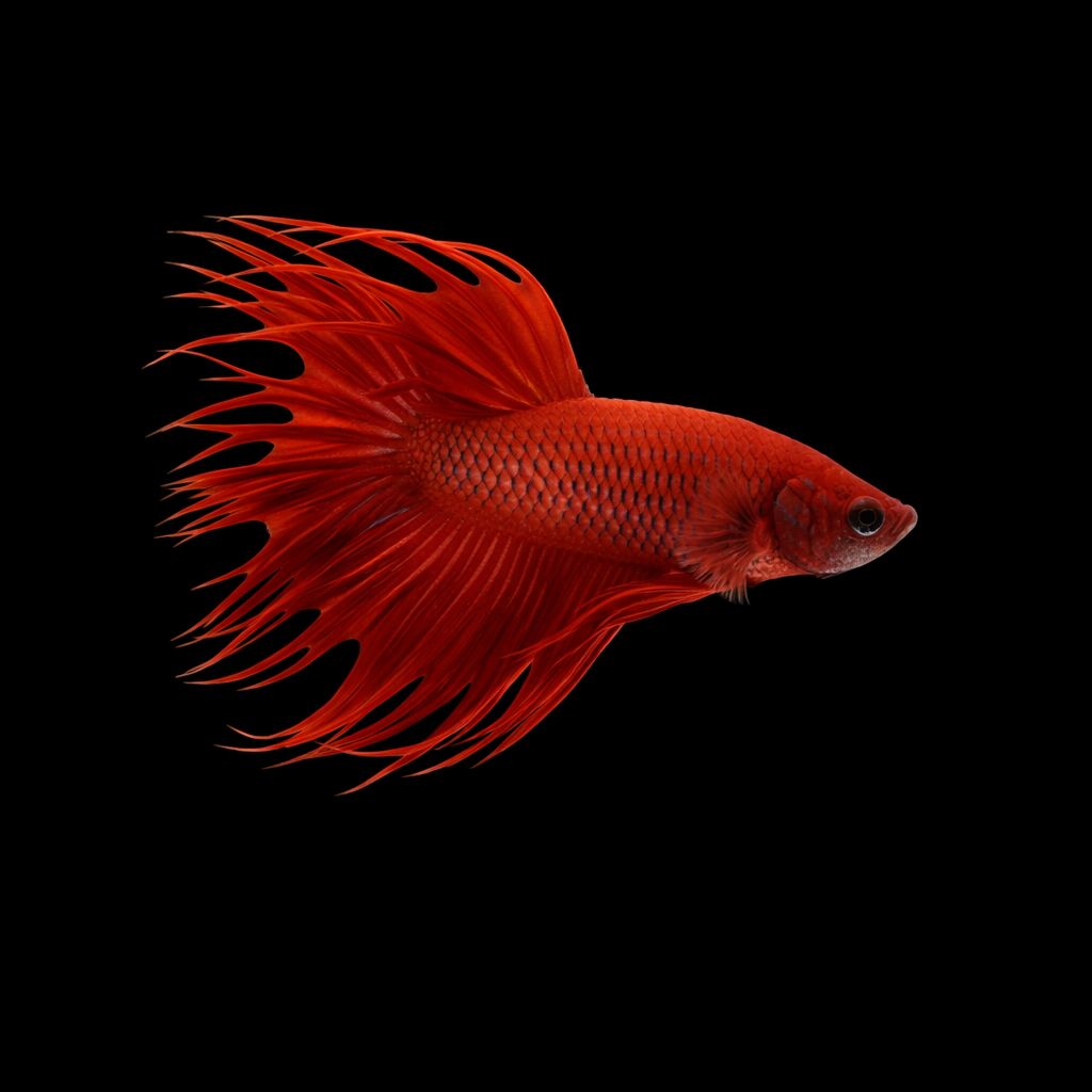 Crown tail Male