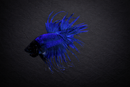 Crown tail Male