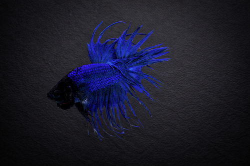 Crown tail Male