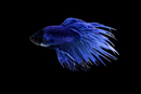 Crown tail Male