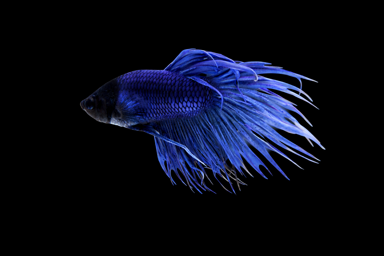 Crown tail Male