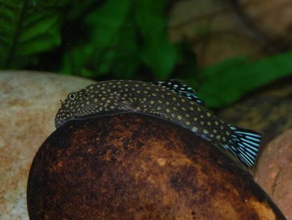 Double Blue Borneo Loach