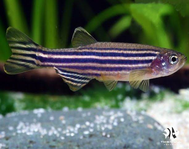 Danios