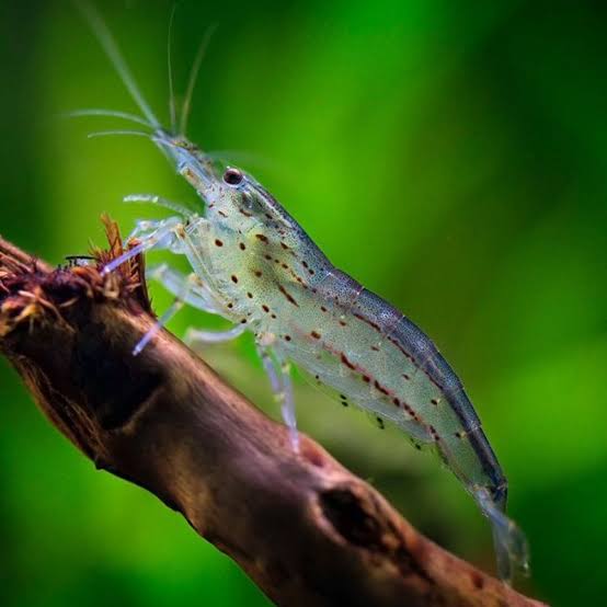 Amano Shrimp