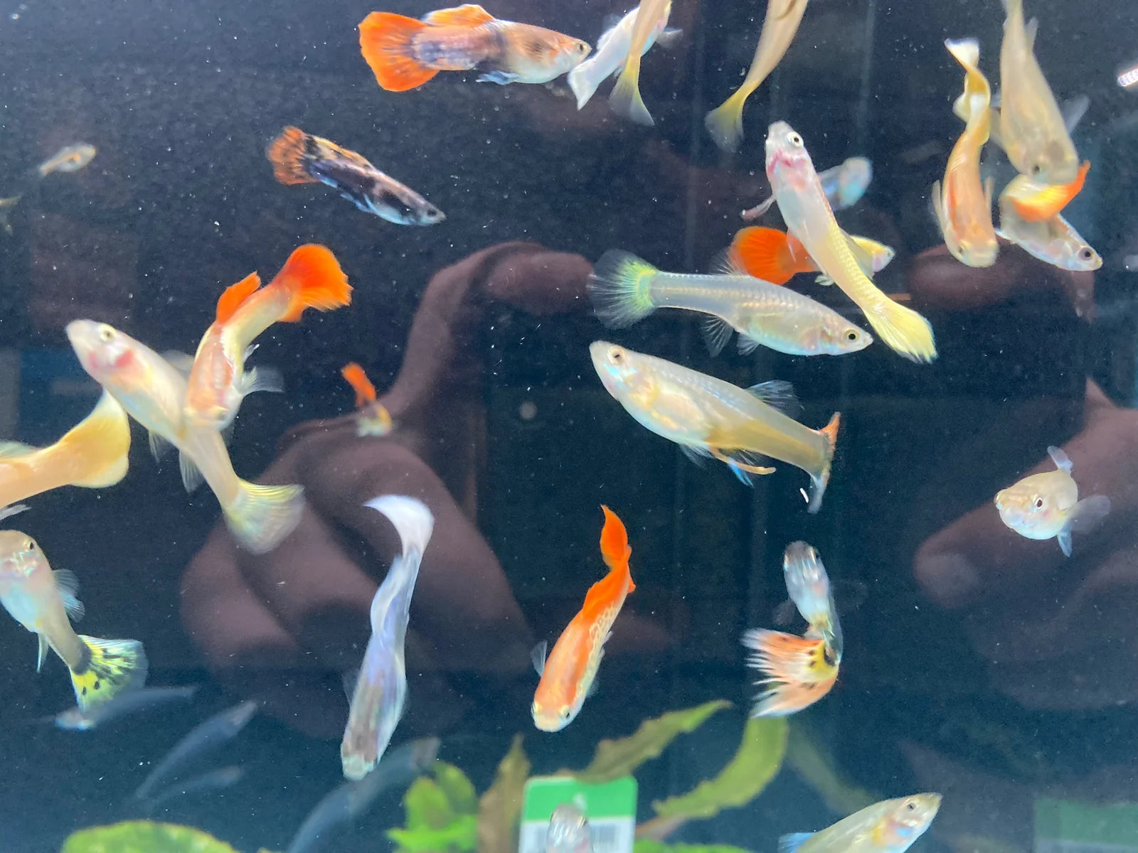 Assorted Guppies