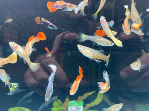 Assorted Guppies