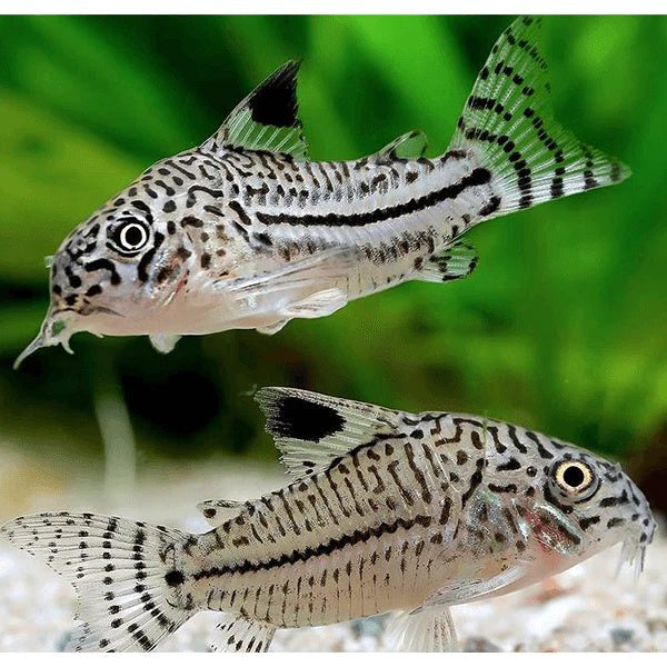 Corydora Catfish
