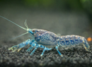 Mexican Dwarf Crayfish