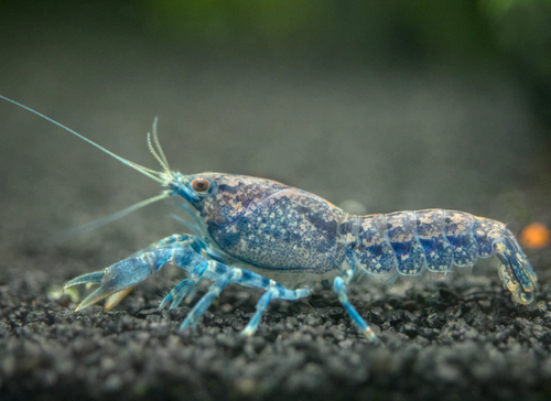 Mexican Dwarf Crayfish