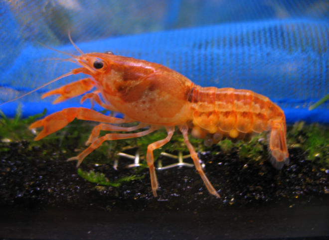 Mexican Dwarf Crayfish