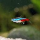 Neon Tetra