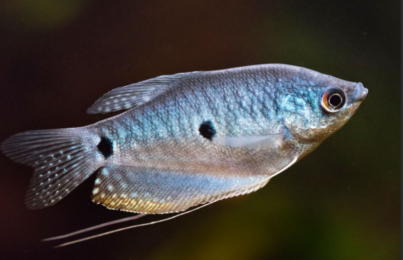 Blue Gourami PAIR