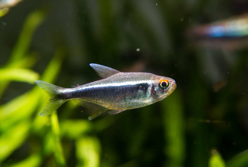 Black Neon Tetra