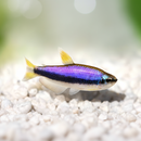 Kerri Super Blue Tetra
