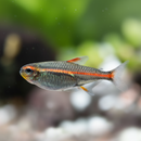 Close-up of a colorful fish with a blurred background