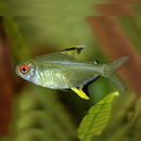 Small fish with a red eye and yellow tail in an aquarium setting