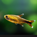 Silvertip Tetra