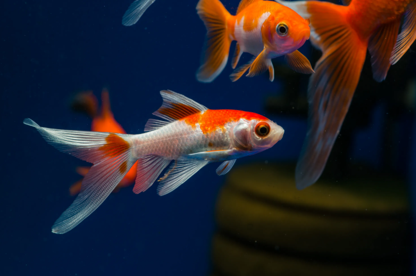 Goldfish - Comet