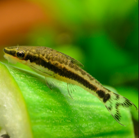 Otocinclus