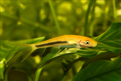 Marble Chinese algae eater