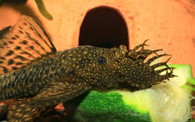 Ancistrus Black