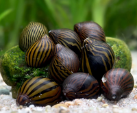 Nerite Snail