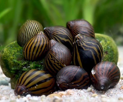 Nerite Snail