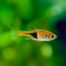 Harlequin Rasbora