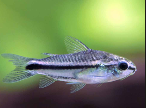 Corydora Catfish