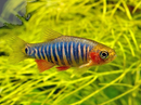 Emerald Dwarf Rasbora
