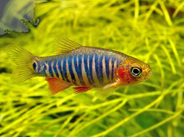 Emerald Dwarf Rasbora