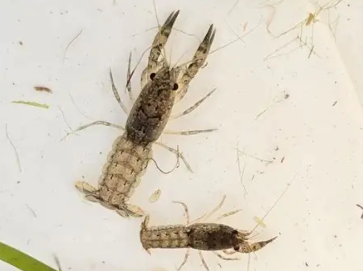 Mexican Dwarf Crayfish