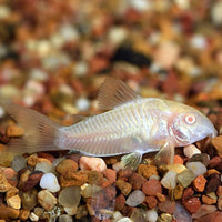 Corydora Catfish