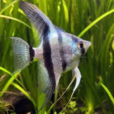 Angelfish