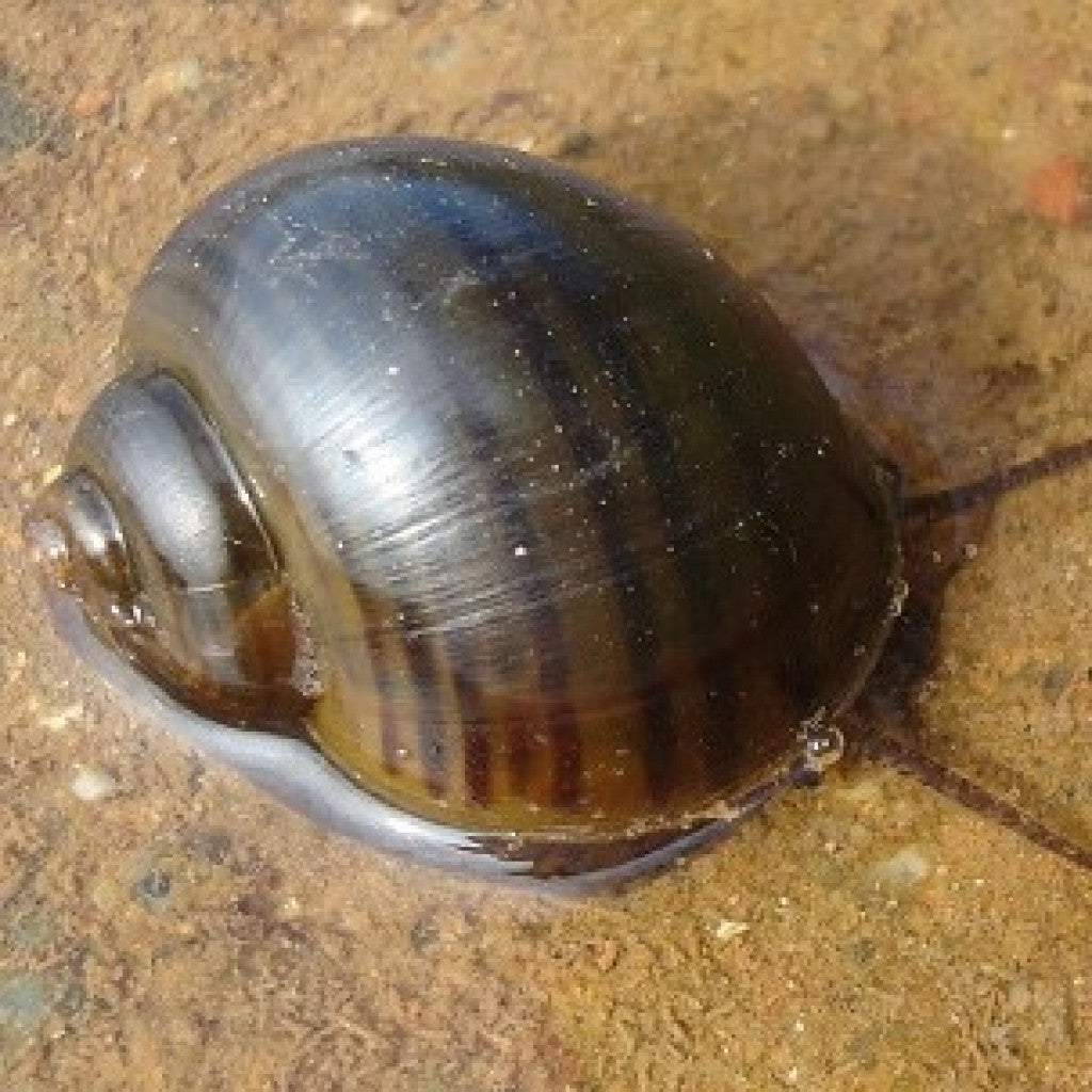 Apple Snails
