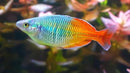 Boesemani rainbowfish