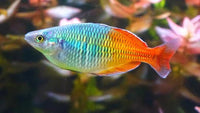 Boesemani rainbowfish