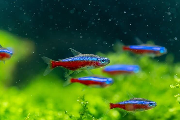 Cardinal tetra
